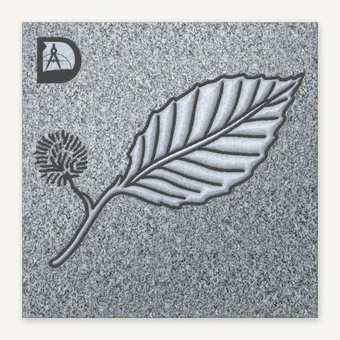 American Chestnut Leaf