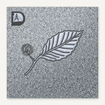 American Chestnut Leaf